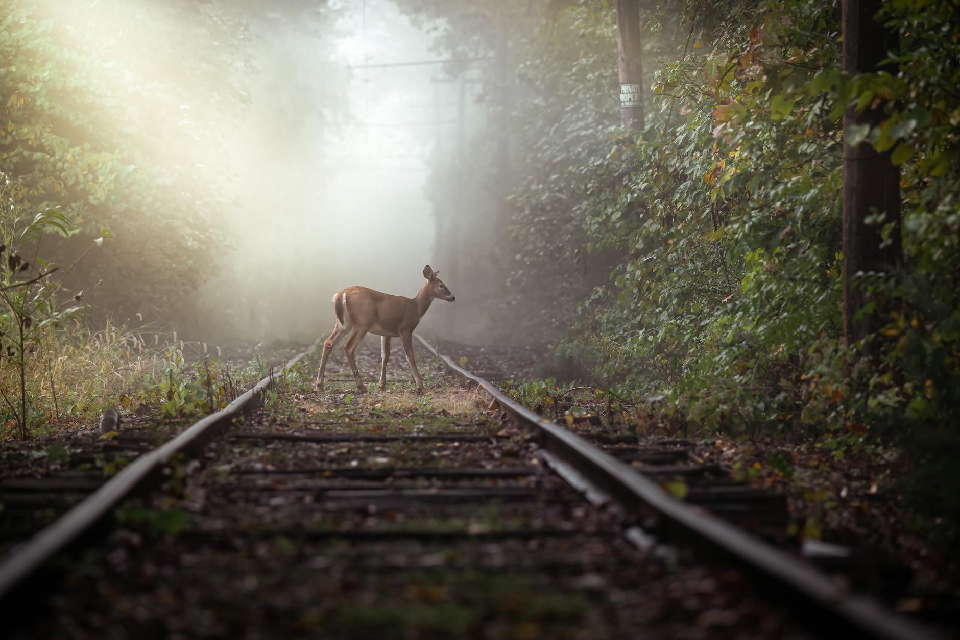 Sarna przechodzi o świcie przez mglisty tor kolejowy w zielonym lesie