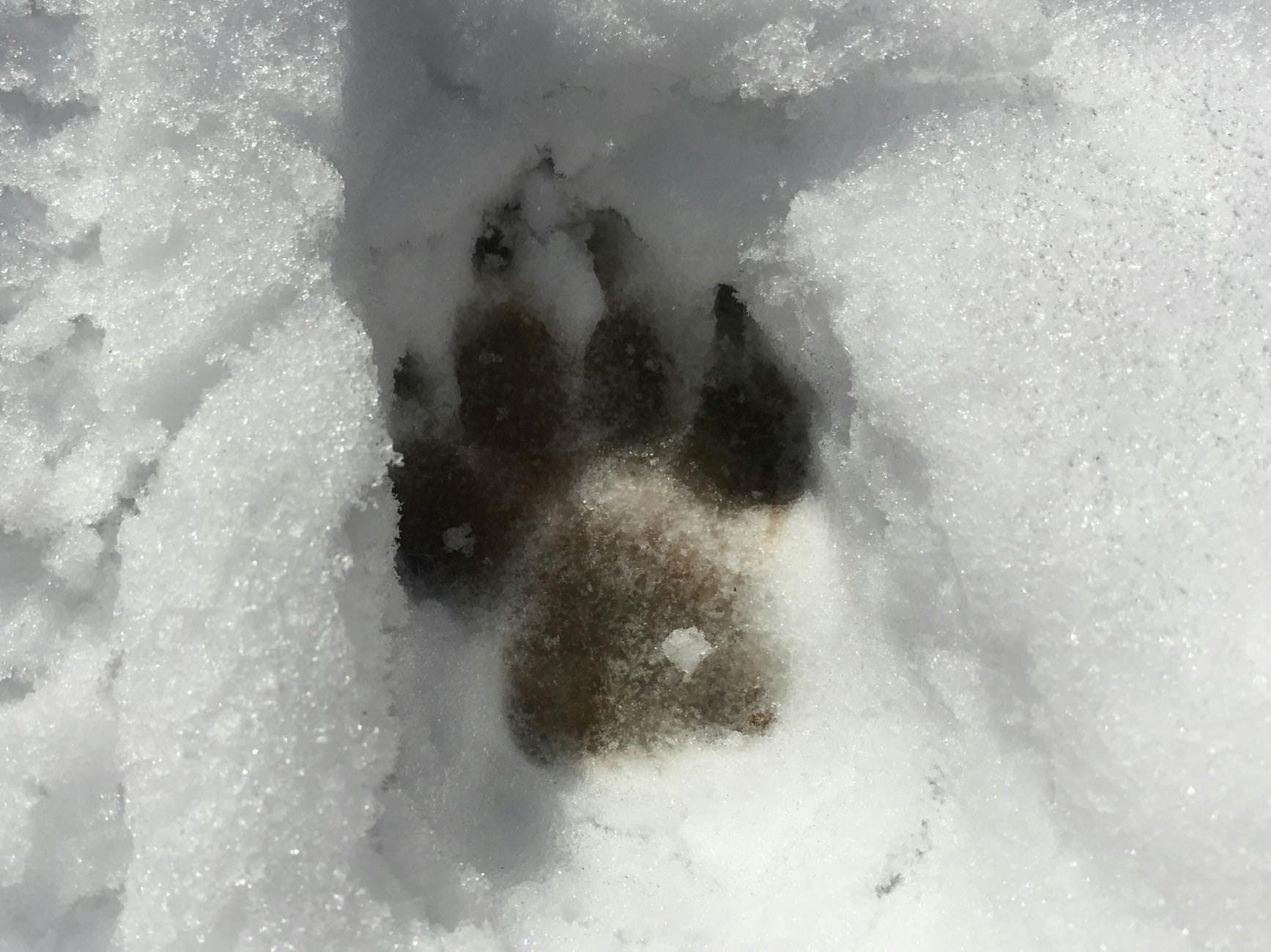 Świeży ślad łapy dzikiego zwierzęcia odciśnięty w śniegu